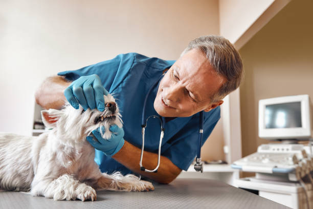 Best Emergency Dental Care for Abscessed Tooth in Picnic Point, WA